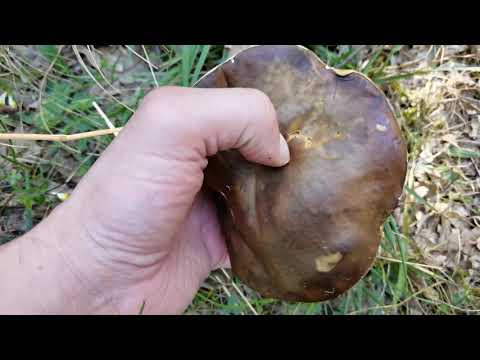 Video: Boletus Falso: Su Diferencia Con Un Hongo Comestible