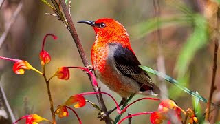 Scarlet Honeyeater of Australia