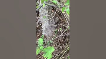 Ai cứu cụ Ưng bất bạc rừng sđt 0793215680