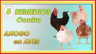 Pollos de engorde 5 REMEDIOS CASEROS para la RONQUERA ǀ Ing. Jannin Hernández Blandón