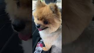 Would you rate this pomeranian dogs car ride #dog  #pomeranian  #shorts  #doglover