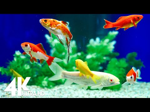 The Best 4K (ULTRA HD) Aquarium 🐠 Beautiful Coral Reef,The World Of Sea Jellyfish- Relax  Music