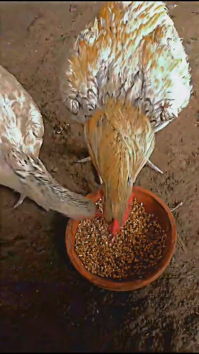 Morning Wheat Breakfast for the Roosters