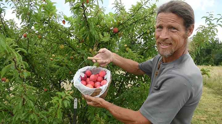 Harvesting nectarines and peaches on the homestead. Best fruit trees to grow. - DayDayNews