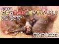 心温まる！京都の子猿とお母さんに胸がキュンとする【愛らしさはパンチくん級】 / monpai monyet 小猿 子ザル 嵐山いわたやまモンキーパーク モンキー #punch