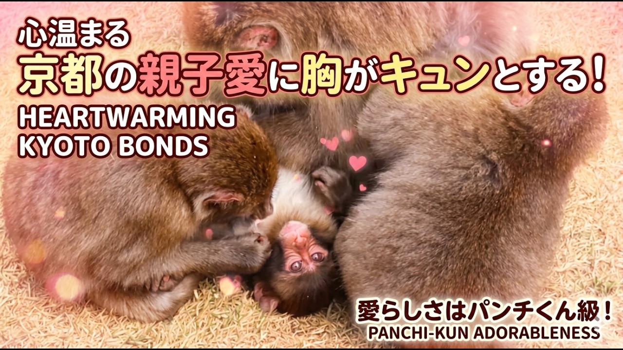 心温まる！京都の子猿とお母さんに胸がキュンとする【愛らしさはパンチくん級】 / monpai monyet 小猿 子ザル 嵐山いわたやまモンキーパーク モンキー #punch