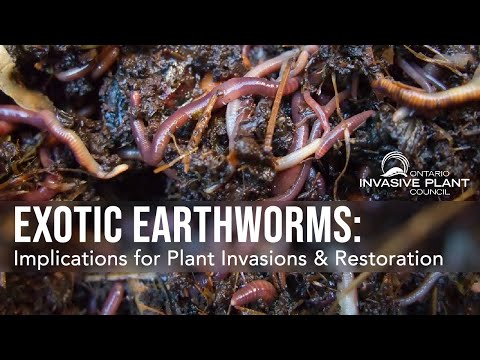 Implications of Exotic Earthworms for Plant Invasions & Restoration