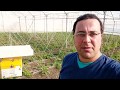Bombi Come posizionare bene l'arnia nella serra 1d3