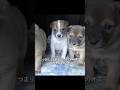 村中の子犬26匹がまさかの同じ父親　真相を知った飼い主たちは驚愕する#shorts #動物解説 #犬