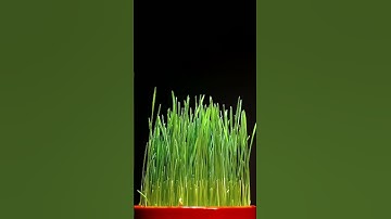 growing Wheat time Lapse ⌚ #motivation #wheat #plants #shorts #viral