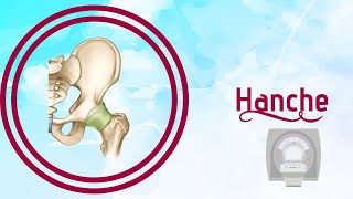 Anatomie de l'articulation coxo-fémorale (hanche)