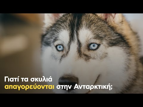 Βίντεο: Γιατί τα malamutes θεωρούνται επικίνδυνα;