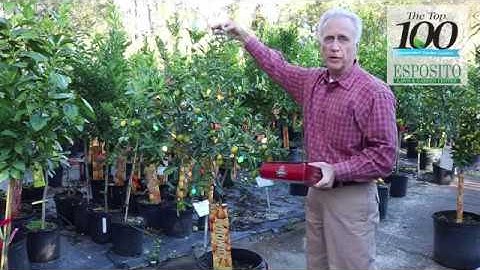 Protecting Citrus from Frost