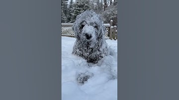 Thumbnail of Huge Newfoundland Dog Refuses To Come Inside