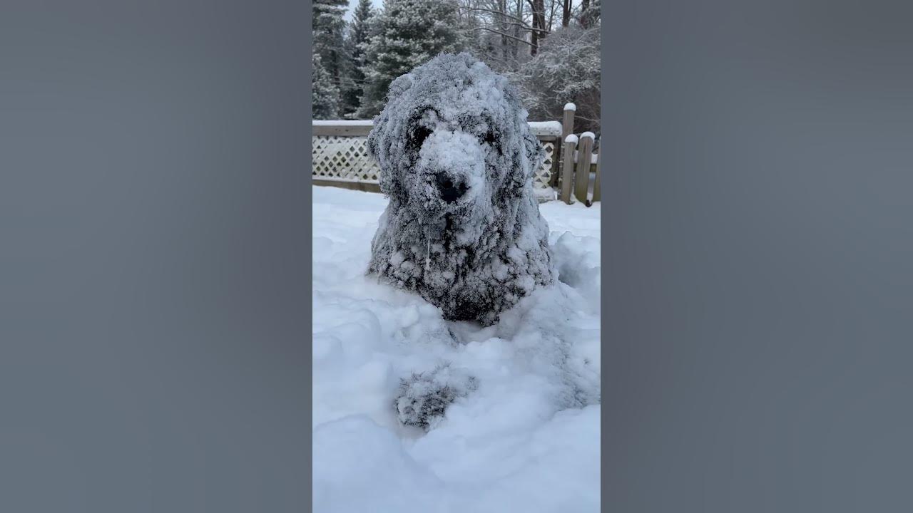 Huge Newfoundland Dog Refuses To Come Inside