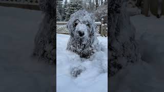 Huge Newfoundland Dog Refuses To Come Inside