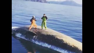 Download Lagu [[WHALE BOARDING 2K17]]MADEINT¥O MP3