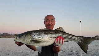 Lake Mohave, AZ Stripers!!! 6/18/2023...Happy Anniversary and Father's day.