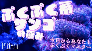 ショートマンTV！ぷくぷく系サンゴの極みPart1