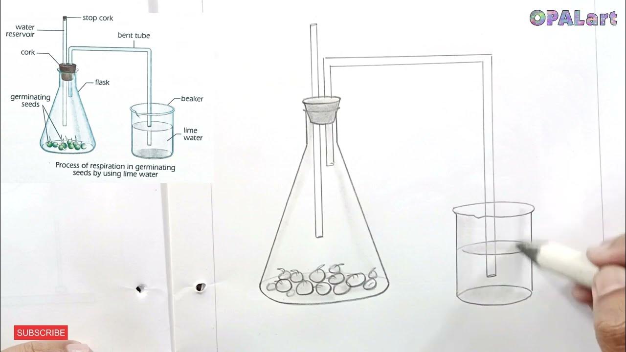 9th fb biology diagram 28 respiration in germinating seeds by using