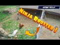 Fox vs Ninja Rooster - Caught on Camera!