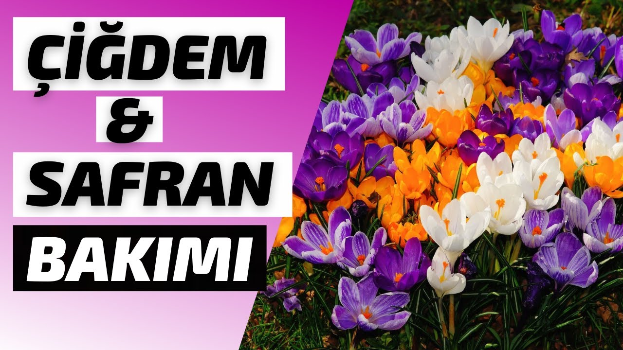 ÇİĞDEM ve SAFRAN ÇİÇEĞİ BAKIMI