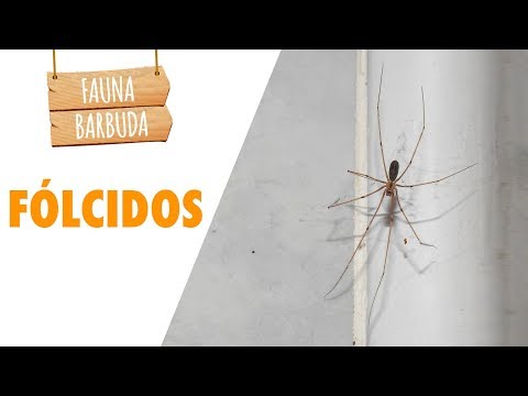 Video: ¿Son venenosas las arañas de patas largas?
