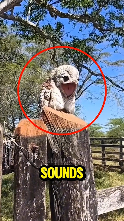 Top 5 Scariest Bird Sounds Ever Recorded ⛔🫨