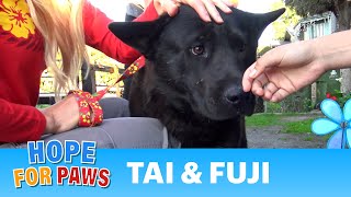 A sick homeless golden retriever and an Akita in a rescue with a surprising end!!! (PART 2)