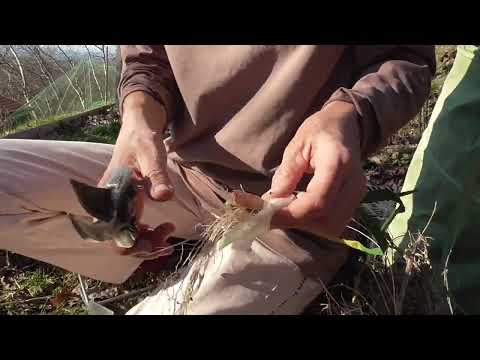 Video: Cipolle perenni: tipi, coltivazione. cipolla verde perenne