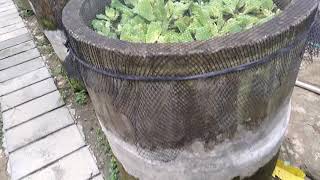 Part 161 Suwandi Menjawab.mengapa Pak Suwandi Menggunakan Bis Beton Untuk Pemijahan Ikan Gabus?