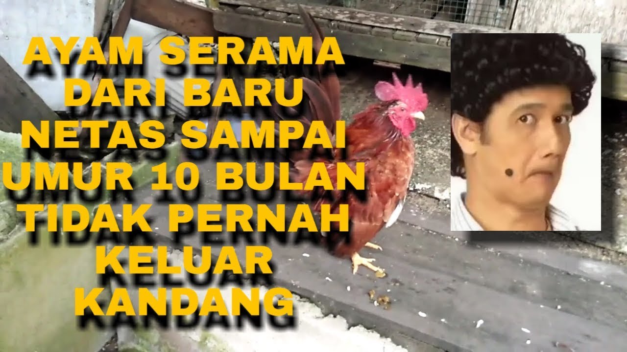 Keluarkan ayam serama dari kandang part2 #ayam #ayam sarana #