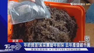 首波紫菜採收!受氣候影響 收成差.價格漲|TVBS新聞