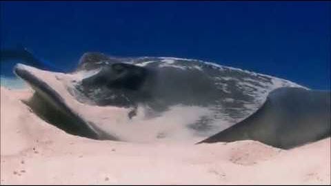 سورة الشورى     العفاسي          alafasi …      surat ashshura