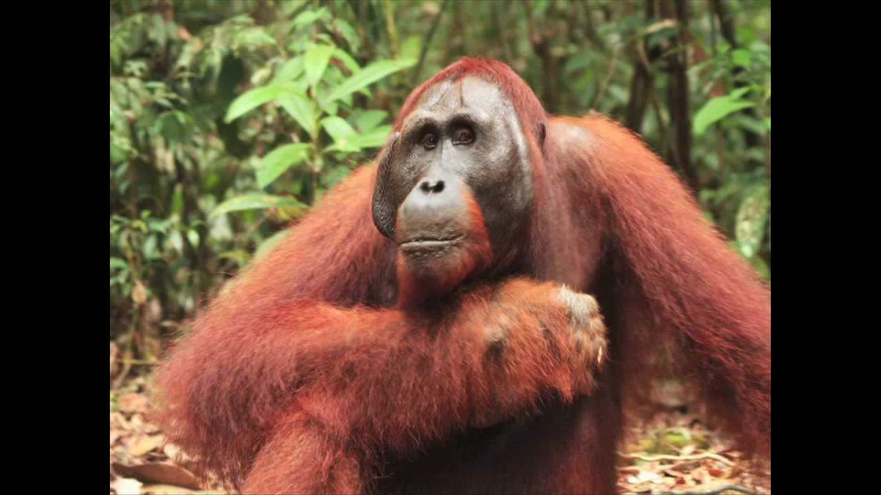 Sarath Champati: Eye to eye with wild animals