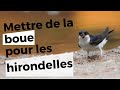 Mettre de la boue pour aider les hirondelles