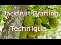 Jackfruit Grafting Technique