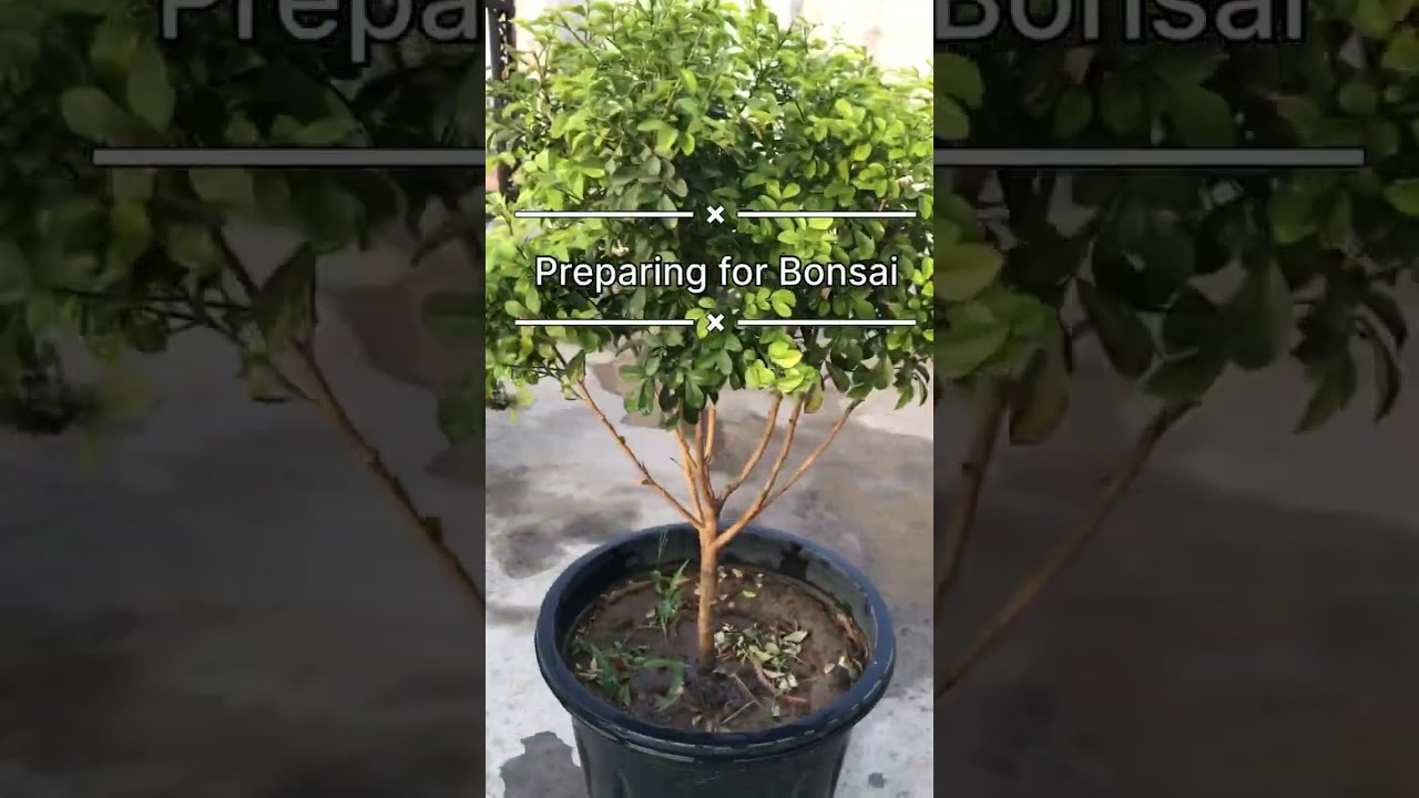 Bonsai Orange Jasmine | 