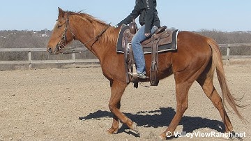 Little Skittles - easy walk, smooth jog, comfy lope, stops! - ValleyViewRanch.net
