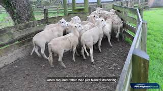 King County self shedding sheep ~ Moerangi Wiltshires