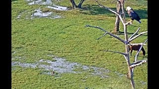 SWFl eagles 10 15 17 315pm 720pm Sub adult back today Harriet & M15 play in the rain puddles