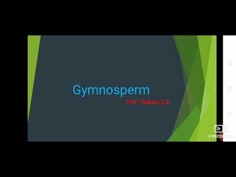 Video: Mis Taimed On Gymnospermid