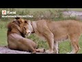 تزاوج الاسود 