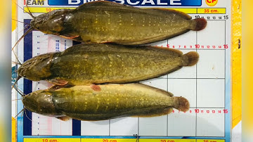 Thức ăn cá Trê vàng - Công Ty C.P Việt Nam