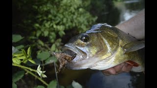 Pike and Big Perch Nail Flies in Crystal Clear Water