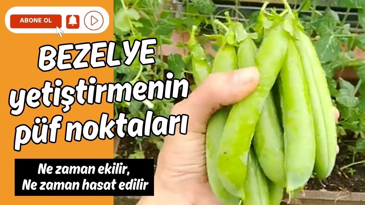 BEZELYE Yetiştirmenin Altın Kuralları #bezelye
