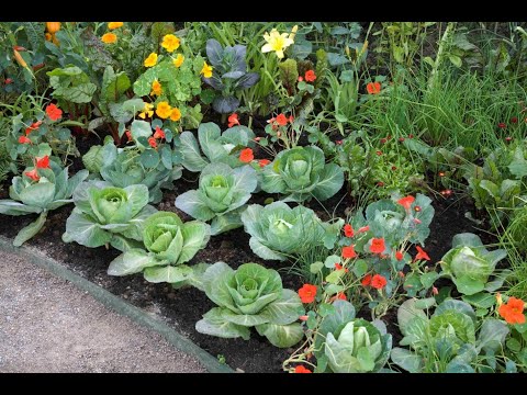 Video: Protejarea plantelor de conopidă: Cum să protejați plantele de conopidă în grădină
