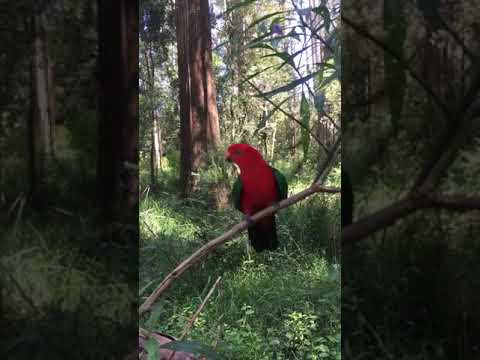 The Australian king parrot . if you like this then like and subscribe for more interesting vedio