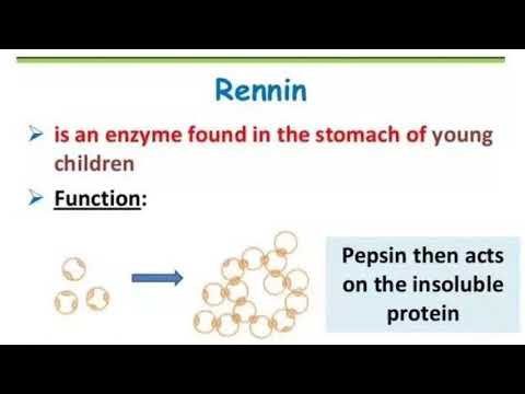 Vidéo: Différence Entre La Pepsine Et La Rénine