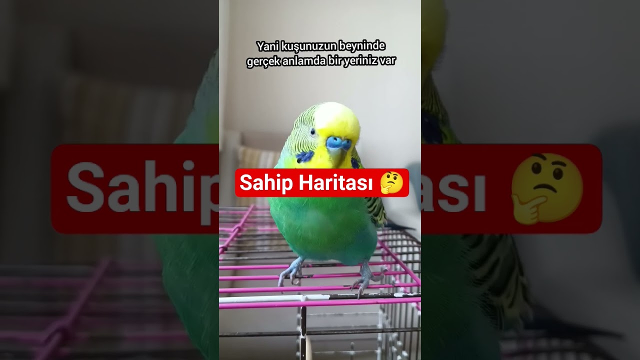 Kuş Beyninde “Sahip Haritası” Bulundu! 🧠🐦❤️ #muhabbetkuşu
